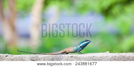 On A Concrete Fence Of A Park There Is A Calotes Mystaceus