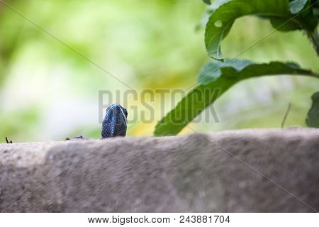 On A Concrete Fence Of A Park There Is A Calotes Mystaceus