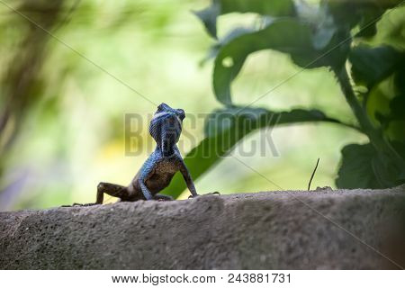 On A Concrete Fence Of A Park There Is A Calotes Mystaceus