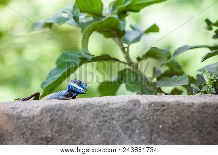 On A Concrete Fence Of A Park There Is A Calotes Mystaceus