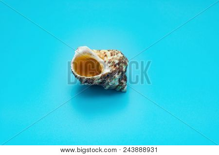 Side Veiw Conch Shell On A Blue Background