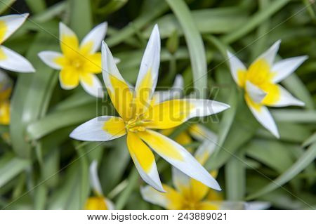 Tulipa Tarda (late Tulip Or Tarda Tulip) With Inflorescence Of Yellow Flowers In Full Bloom Growing