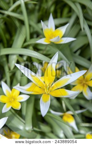 Tulipa Tarda (late Tulip Or Tarda Tulip) With Inflorescence Of Yellow Flowers In Full Bloom Growing