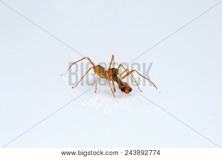 Ant Mimicking Spider, Myrmarachne Sp, Salticidae, Bangalore