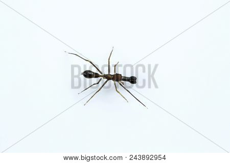 Ant Mimicking Spider, Myrmarachne Sp, Salticidae, Bangalore