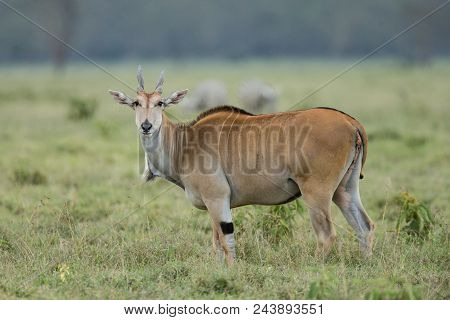 Female Kudu Antelope, Buck (khoikhoi) Herbivore Eating Fresh Green Leaves From The Tree Branch, Secr