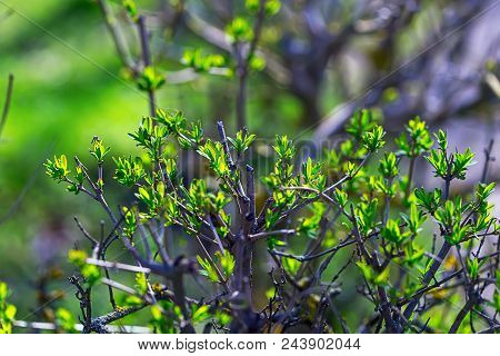 Green Bush Close-up. Young Leaves On A Green Bush. Spring Flowering. The Concept Of Beauty And Flowe