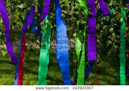 A Traditional Maypole - Young Birch Decorated With Colorful Stripes Of Crepe Paper.colorful Paper St