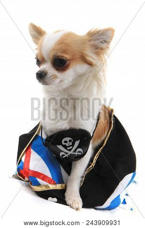 Chihuahua Violka As Pirate Dog Isolated On The White Background