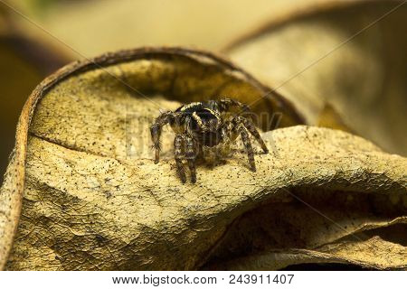 Jumping Spider, Salticidae, Aarey Milk Colony Mumbai