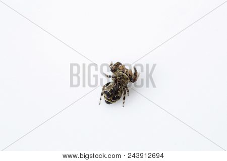 Jumping Spider, Salticidae, Bangalore , India