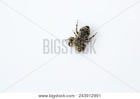 Jumping Spider, Salticidae, Bangalore , India