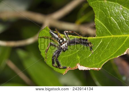 Jumping Spider, Telamonia Dimidiata, Salticidae, Agumbe Arrsc, Karnataka , India