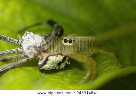 Jumping Spider, Telamonia Dimidiata, Salticidae, Bangalore