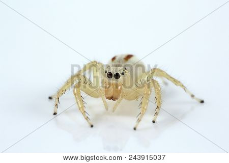 Jumping Spider, Telamonia Dimidiata, Salticidae, Bangalore