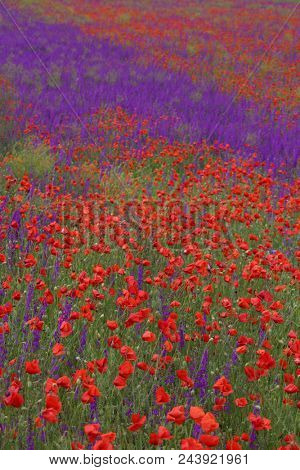 Flower carpet of blossoming poppies and delphinium flowers