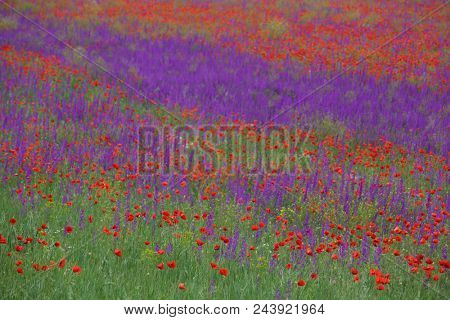 Flower carpet of blossoming poppies and delphinium flowers