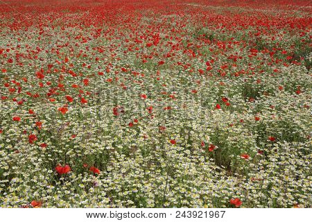 Spring meadow with blossoming daisies and poppy flowers 