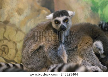 A Huddle Of Ring Tailed Lemurs Sleeping Together