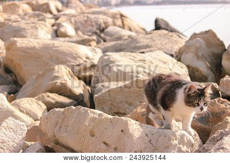 Stray Field Cats Turned Around At Road
