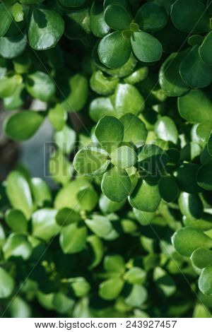 View Of Green Aichryson Succulent Houseplant In Sunlight