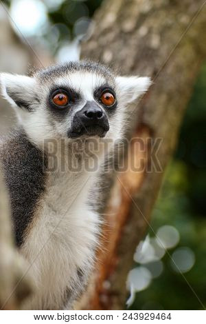 Portrait Popular Monkey - Lemur Madagaskar. Photo From Live Zoo Animal.