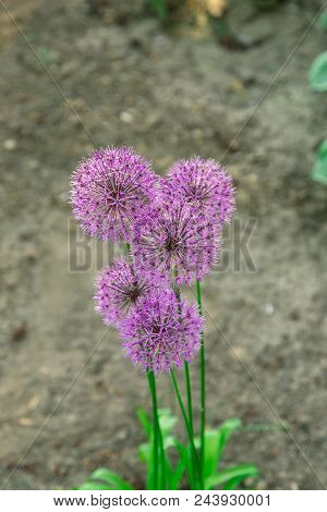 Flowers Of Decorative Onion In Sunny Day