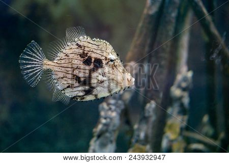 This Spotted Trunkfish Under The Sea Look Boring
