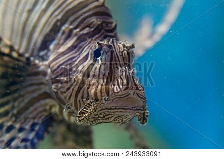Close Up Sad-looking Lion Fish In Thailand