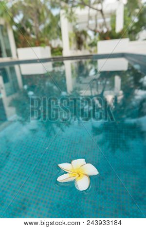 The Floating White Flower In The Pool