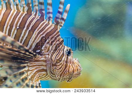 Lonely Lion Fish Swiming In The Aquarium In Chonburi, Thailand