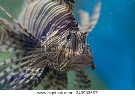 The Lion Fish Shows A Sad Feeling Which They Swim In The Aquarium