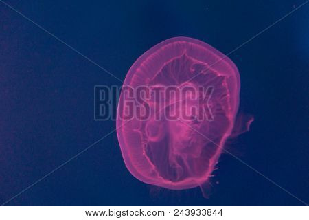 The Floating Big Pink Jellyfish Is Swiming In The Sea