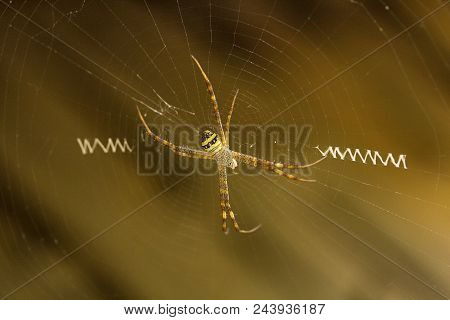 Signature Spider, Argiope Sp, Araneidae, Manu,tripura