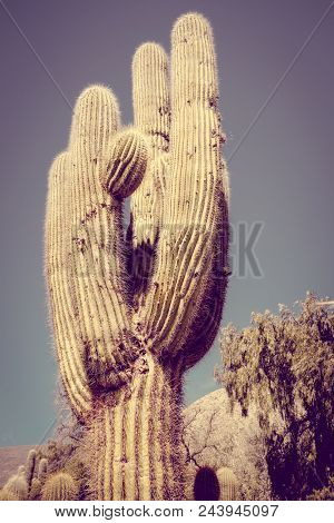 Giant Cactus Close-up In The Tilcara Quebrada Moutains, Argentina