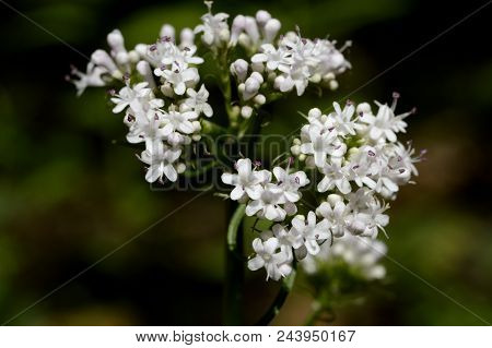 Little Forest Flowers Rasputins In The Woods