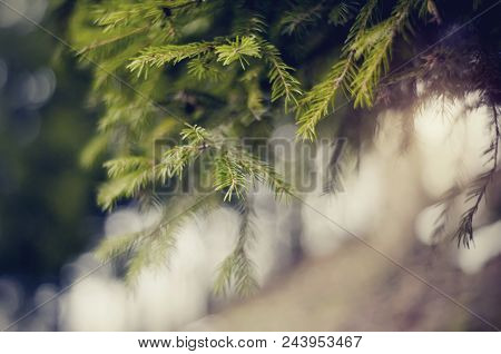 Blurred Background  With Green Fir-tree Branches And Bokeh