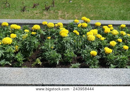 Aztec Marigolds Bearing Globose Yellow Flower Heads In The Flowerbed