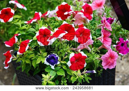 Red Flowers Of Petunia. Beautiful Bouquet In A Flowerpot
