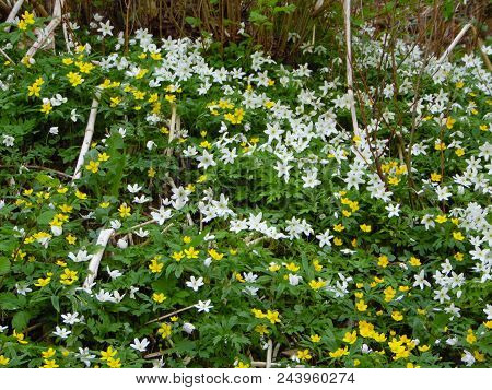 Latvia Sabile. Lots Of White Spring Flowers.
