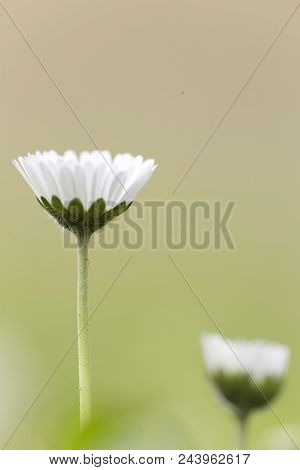 Bellis Perennis, Commonly Called Chiribita, Common Daisy, Pascueta Or Velvet. Vertical Shot With Nat