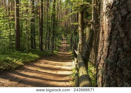 Hiking Trail Path  In Green Forest. Located I, Roztochia Region, Poland