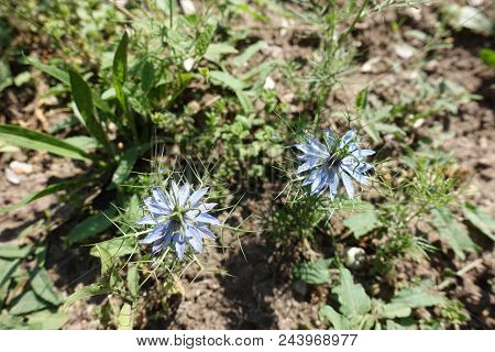 Pair Of Blue Flowers Of Nigella Damascena