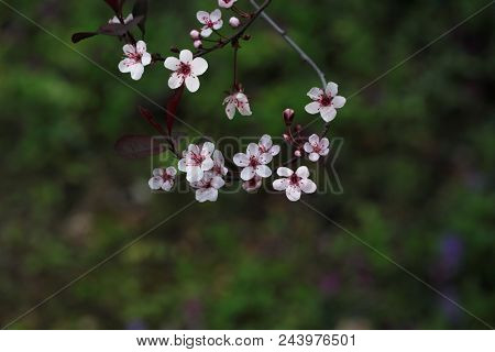 Prunus Cistena Sandcherry blossom flowers  in early Spring season