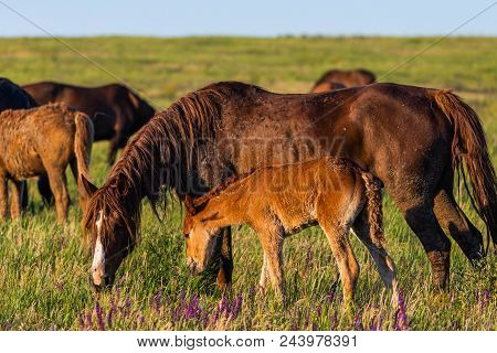 Wild Horses Graze In The Meadow At Sunset.