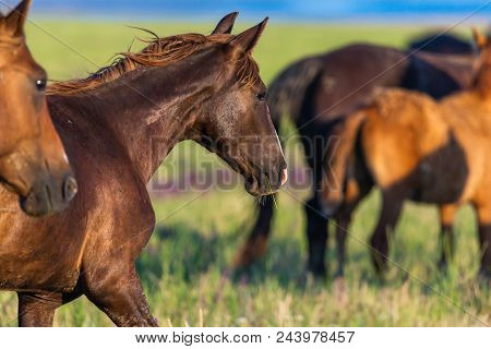 Wild Horses Grazing In A Meadow At Sunrise. Concept Freedom In Nature