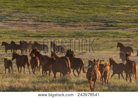 Wild Horses Graze In The Meadow At Sunset.