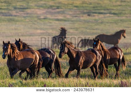 Wild Horses Graze In The Meadow At Sunset.