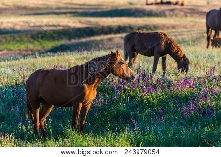 Wild Horses Grazing In A Meadow At Sunrise. Concept Freedom In Nature