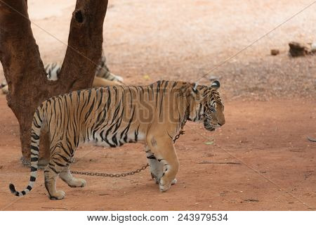 Royal Tiger Laying Chained On Stage For The Safety Of Tourists In The Open Zoo.